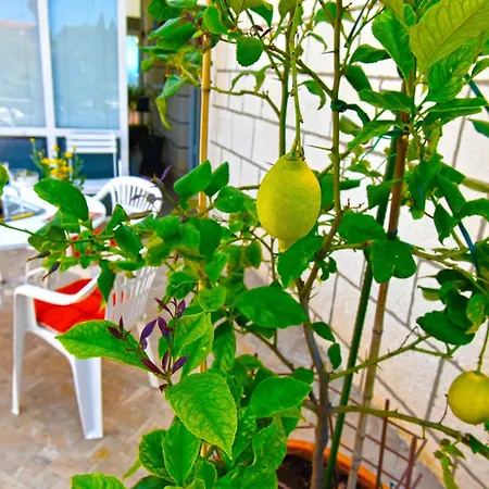 Ljubica Center דירה *