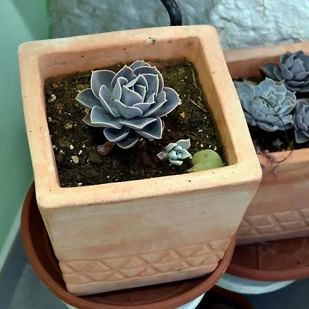 Ljubica Center 아파트 두브로브니크